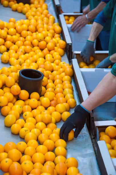 istock The working of citrus fruits 984263936