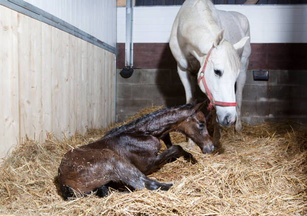 istock Foal tries to get up 984264564