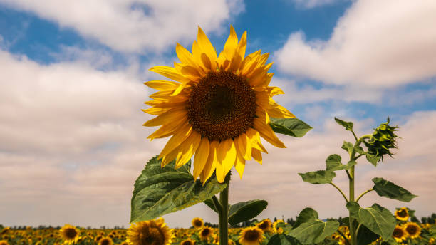 istock Sunflower in the field on a clear summer day. 984264696