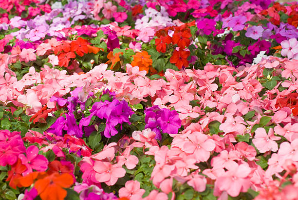 istock Colorful Impatiens Flowers 98426472