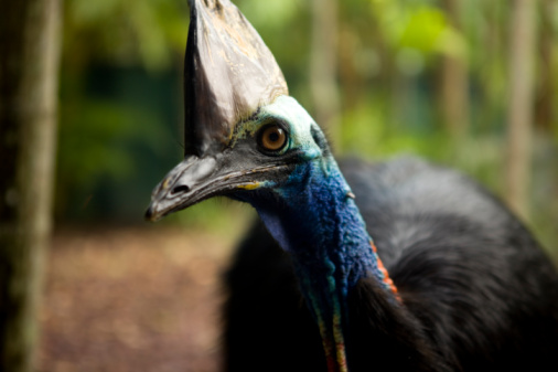 Cassowary Stock Photo - Download Image Now - Cassowary - Bird, Australia, Aerial View - iStock Cassowary Stock Photo - Download Image Now - Cassowary - Bird, Australia, Aerial View - iStock