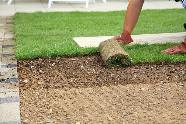 istock Laying sod for new lawn 98426700