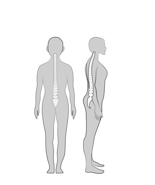 ilustraciones, imágenes clip art, dibujos animados e iconos de stock de postura correcta. la posición correcta de la columna vertebral de una persona de pie. ilustración de vector. - posture office isolated physical injury