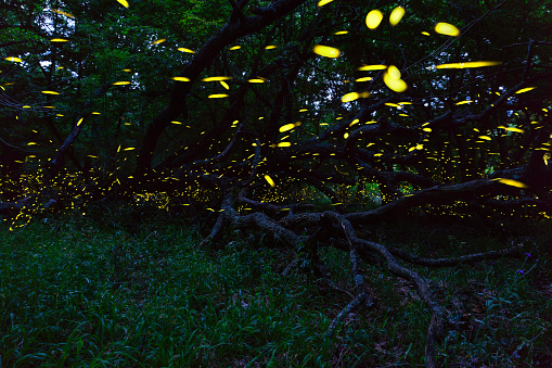 Fireflies flying in forest near Burgas city, Bulgaria. Fireflies in Strandzha mountain.