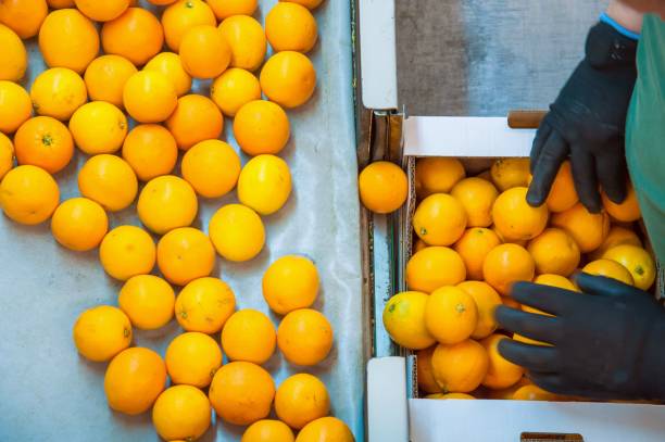istock The working of citrus fruits 984268536