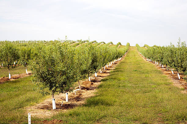 Amêndoa plantation - fotografia de stock