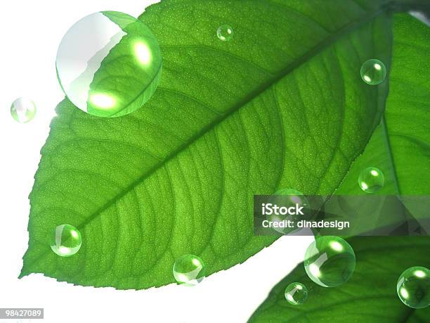 Grüne Blätter Mit Luftblasen Stockfoto und mehr Bilder von Abstrakt - Abstrakt, Bildhintergrund, Blase - Physikalischer Zustand