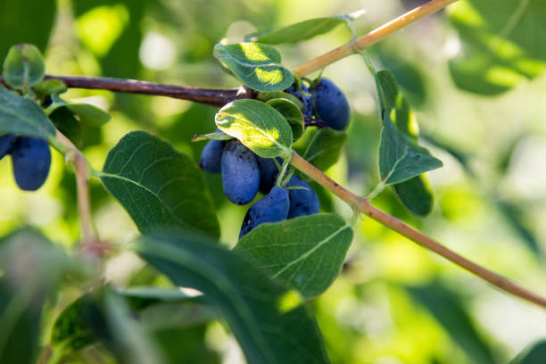 A branch of ripe honeysuckle