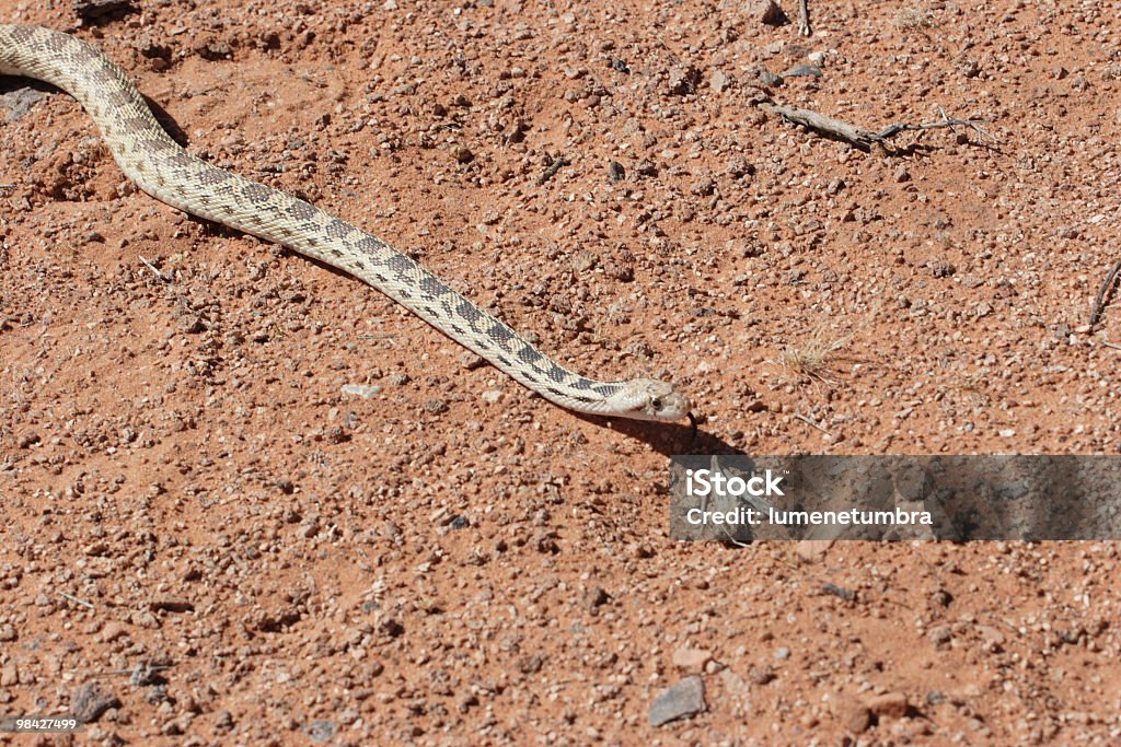 Deserto lucida serpente - Foto stock royalty-free di Composizione orizzontale