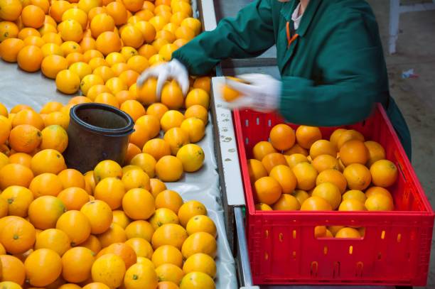 istock The working of citrus fruits 984277400