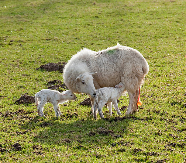 istock New born lamb twins with mother 98428215
