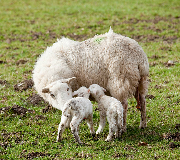 istock New born lamb twins with mother 98428239