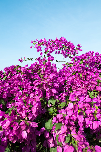 Bright mauve or violet flowers of this tropical bougainvillea hedge with a complimentary sky colour above.