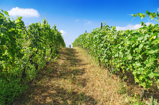 Succulent green leaves and bunches of growing grapes in Italy, Alba. Varietal grapes, two rows of grapes and the road leading off into the blue sky