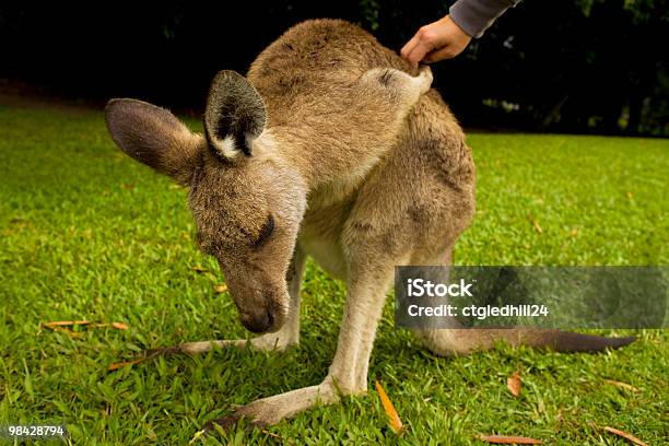 Photo libre de droit de Toucher Un Kangourou banque d'images et plus d'images libres de droit de Australie - Australie, Caresser, Couleur verte