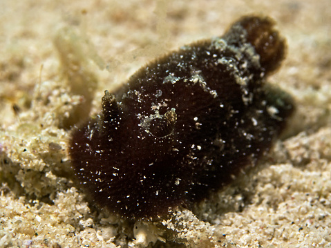 Underwater close-up photography of a dorid nudibranch.\nDivesite: Pulau Bangka (North Sulawesi/Indonesia)