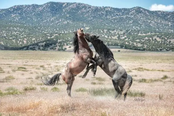 Photo of Challenging life of wild horses in America while mustangs fight for rights