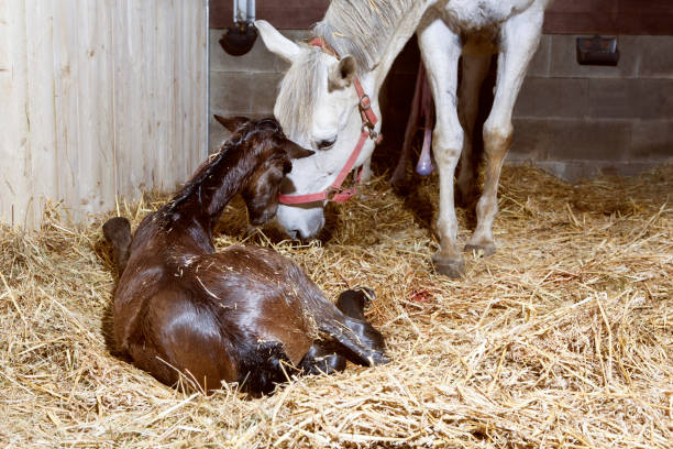 istock Mother mare and foal birth 984289410