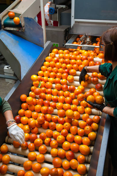istock The working of citrus fruits 984289520