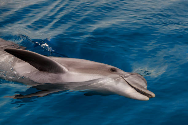 the yong bottlenose dolphin is swimming in red sea - dolphin aquarium bottle nosed dolphin smiling imagens e fotografias de stock