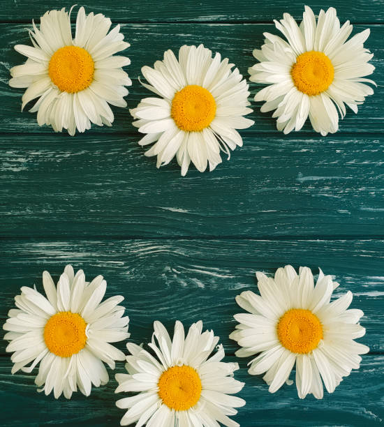 istock chamomile on a wooden background 984289888
