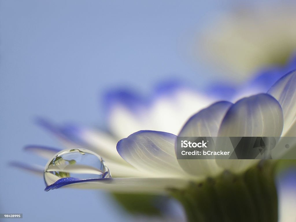 Blüte mit Tropfenmuster - Lizenzfrei Baumblüte Stock-Foto