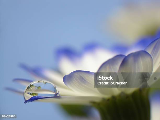 Blüte Mit Tropfenmuster Stockfoto und mehr Bilder von Baumblüte - Baumblüte, Blau, Blume