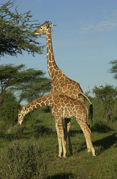 istock Giraffe mother and baby 98428997