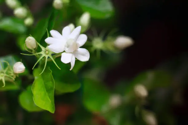 Jasmine flower : Thailand use this flower symbol substitute for mother's day.