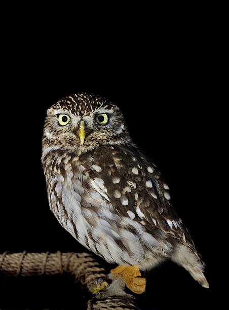 istock Little Owl, Athene noctua 98429035