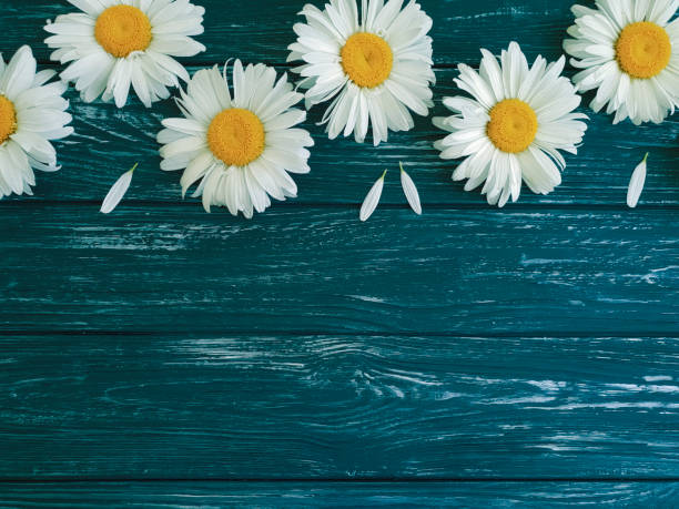 istock chamomile on a wooden background 984290660