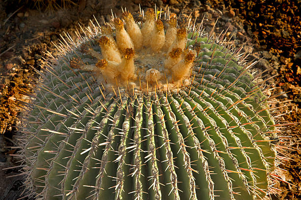 redondo cactus. - 6134 fotografías e imágenes de stock