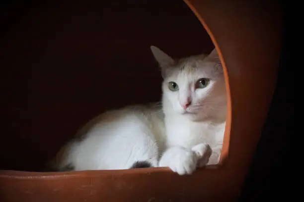 calico cat sit chilling in clay pot with copy space.
