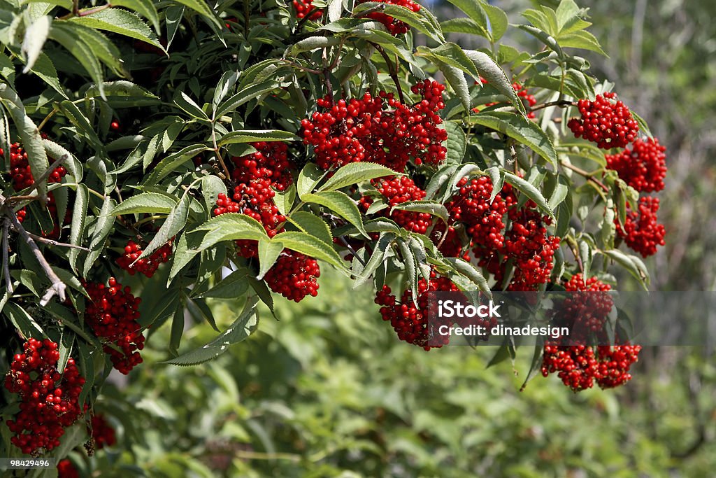 Elderberries (Sambucus racemosa - Стоковые фото Без людей роялти-фри