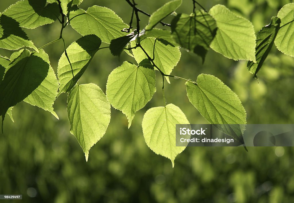 leaves of linden tree background  Backgrounds Stock Photo