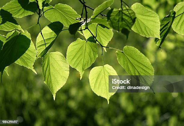 Leaves Of Linden Tree Background Stock Photo - Download Image Now - Backgrounds, Beauty In Nature, Botany