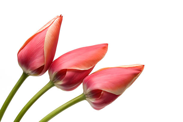 istock flower tulip of red color 98429618