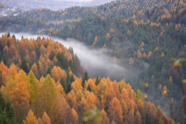 la nebbia nella valle sul fiume - siberia river nature photograph foto e immagini stock