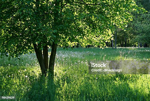 Árvore E Sol - Fotografias de stock e mais imagens de Ao Ar Livre - Ao Ar Livre, Arbusto, Beleza natural