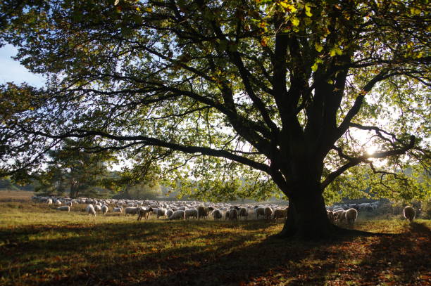istock Sheep in the morning 984297514