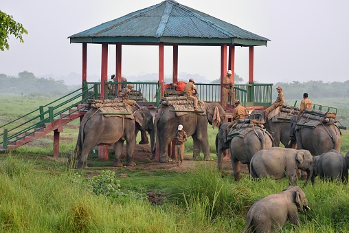 Park rangers in the Kaziranga National Park in Assam, India gather a herd of asian elephants to a gazebo for tourist to board for an elephant ride through the park on a bird watching expedition. Photo by Bob Balestri, dba Joesboy