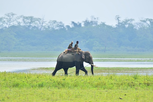 Two park rangers in the Kaziranga National Park in Assam, India ride on an asian elephant that has a chain hooked around its tusk as it pulls a load behind it, or it may just be pulling the chain.  Photo by Bob Balestri, dba Joesboy