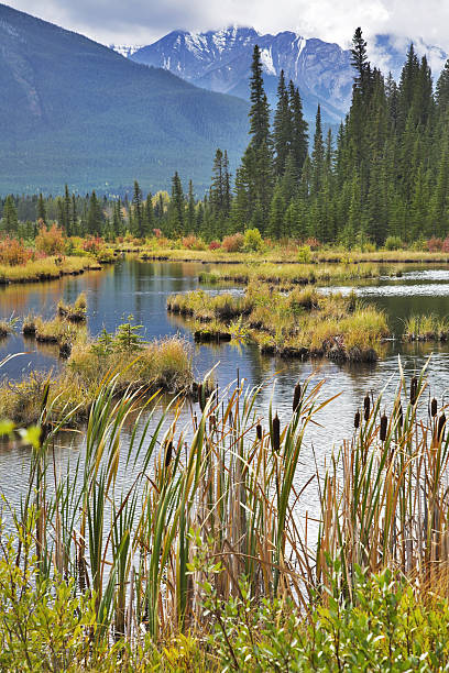 istock Picturesque lake with small islets 98430146