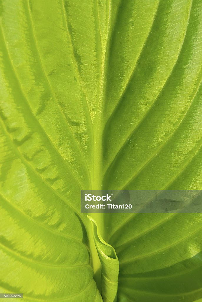 green leaf of lily  Abstract Stock Photo