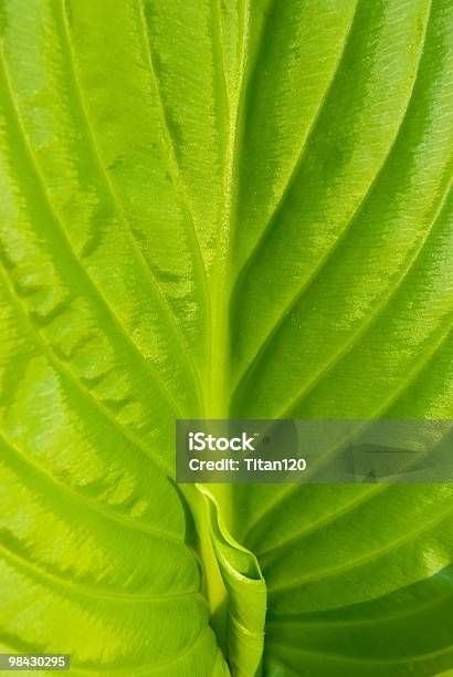 Green Leaf Of Lily Stock Photo - Download Image Now - Abstract, Agriculture, Backgrounds