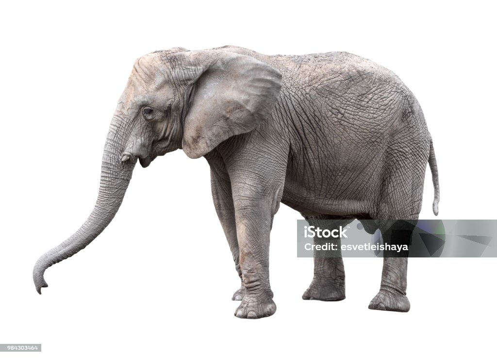 Elephant close up. Big grey walking elephant isolated on white background. Standing elephant full length close up. Female Asian elephant. Elephant Stock Photo