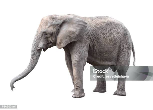 Elephant Close Up Big Grey Walking Elephant Isolated On White Background Standing Elephant Full Length Close Up Female Asian Elephant Stock Photo - Download Image Now