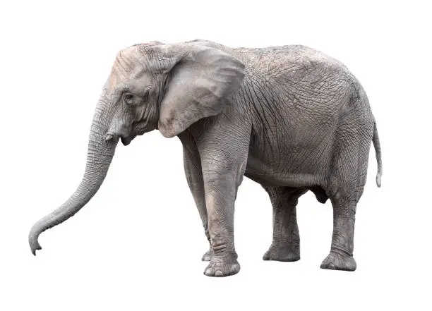 Elephant close up. Big grey walking elephant isolated on white background. Standing elephant full length close up. Female Asian elephant.
