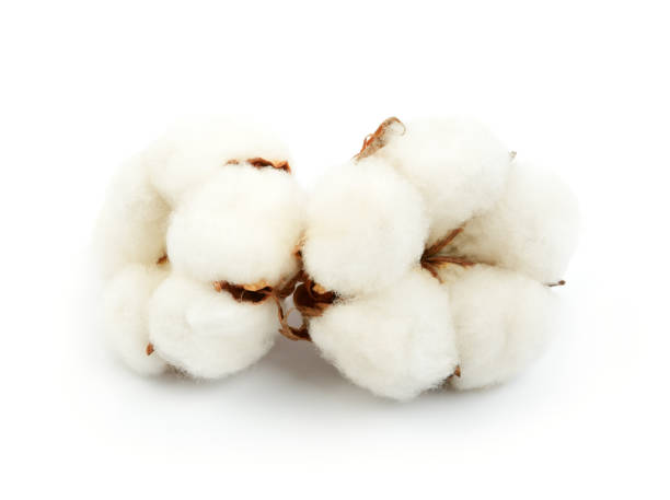 istock Cotton plant  two flowers 984303694
