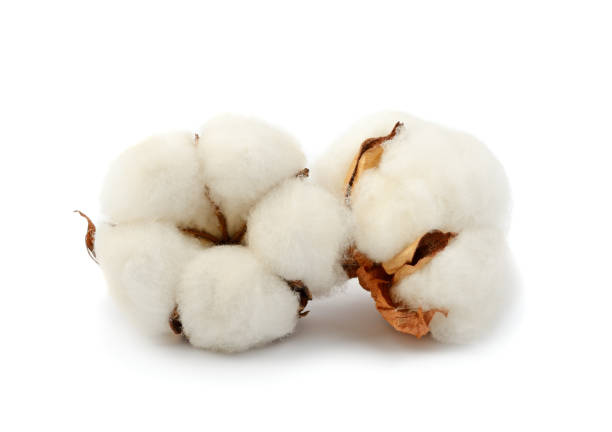 istock Cotton plant  two flowers 984303744
